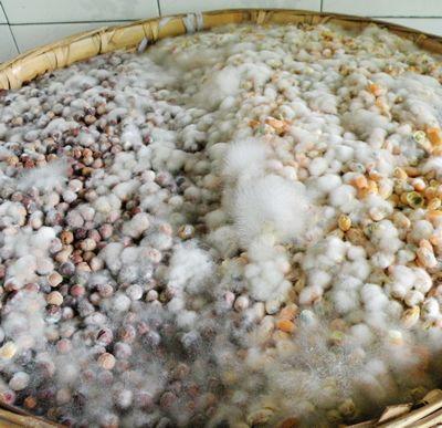 做四川豆豉全过程---妈妈的味道---超级喜欢