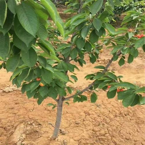矮化樱桃苗 鲁樱三号樱桃苗 奇早樱桃苗 美早樱桃苗