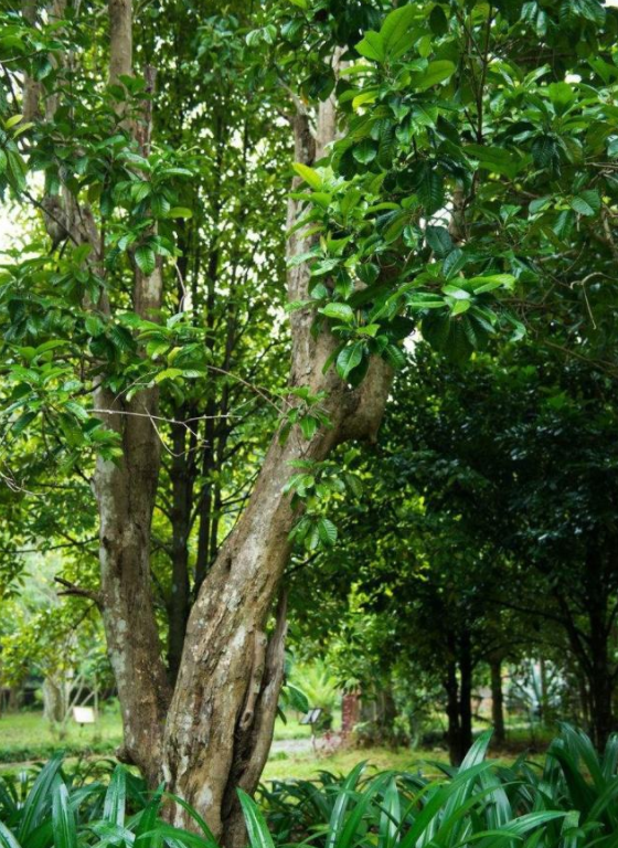 广西最"毒"的树,几滴汁液就能杀死一头牛,村民却把它当传家宝