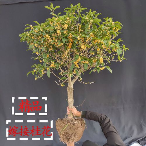 【实图挑选】嫁接桂花树盆栽室内庭院浓香型花卉耐寒