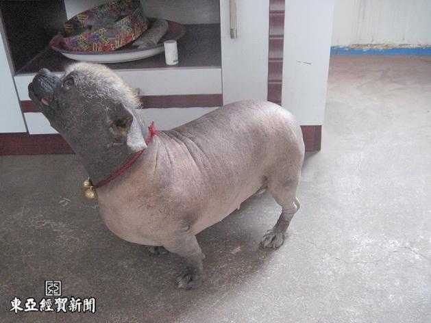 罕见无毛狗 - 阿龙 - [wx]知足常乐的日志 - 网易博客