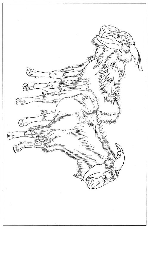 工笔白描图工笔画素材《羊白描图》0015工笔画素材《羊白描图》