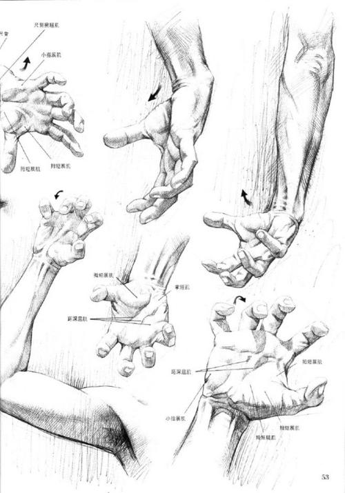 绘画参考学习手臂手部肌肉结构手臂结构人体肌肉人体机构手臂前后