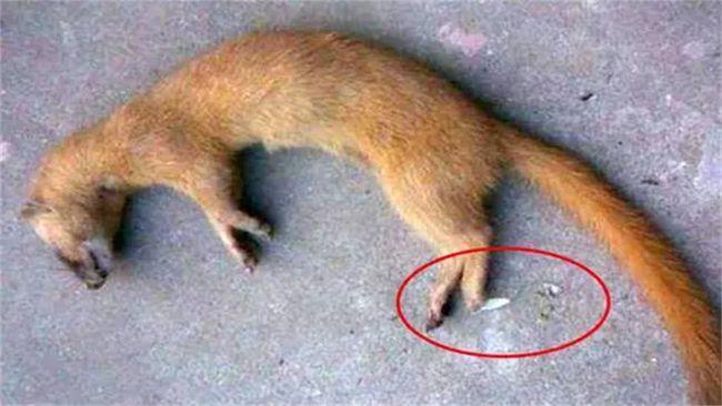 觉得它平时干的都是些偷鸡摸狗的行当,杀了也就杀了,还解恨,但黄鼠狼