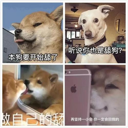 想要 好玩的  舔狗 表情包 吗?