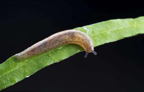 你知道野蛞蝓就是鼻涕虫吗?刮食猕猴桃嫩芽幼苗,危害严重咋防治