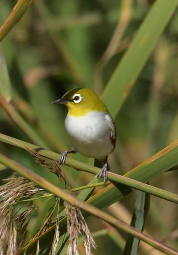 绣眼鸟——四大名鸟