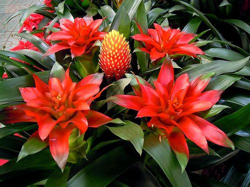        长宁花卉市场里的 观赏凤梨,又名 菠萝花.