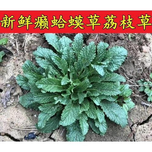 伟博新鲜蛤蟆草蟾蜍草癞蛤蟆草蛤蟆皮棵草荔枝草皱皮草雪见草