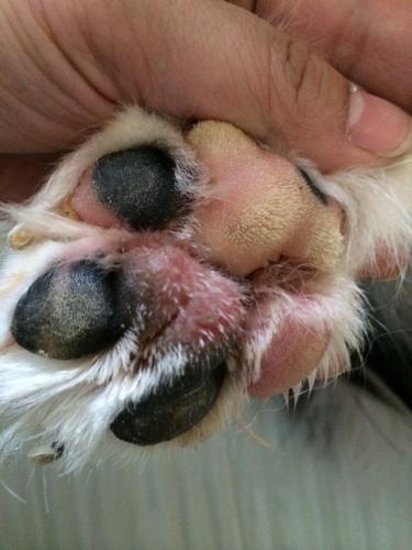 狗狗得了趾间炎怎么治疗啊!求大家帮忙!