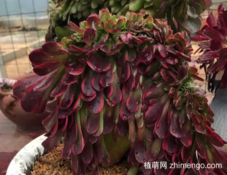 嘉年华缀化状态图片