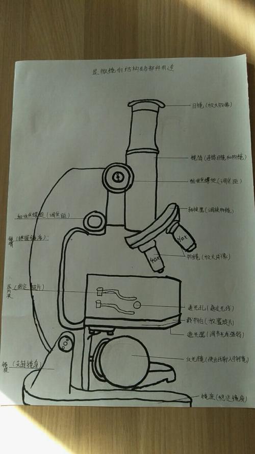 第四位,张曼颖同学,画的是显微镜结构.