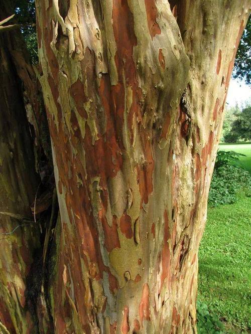 15种美丽的树皮,展示大自然的美!