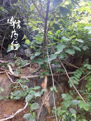 土霸王(战骨,穿云箭) 批批检验 正品博信 统货(片) 产地 广西壮族自治