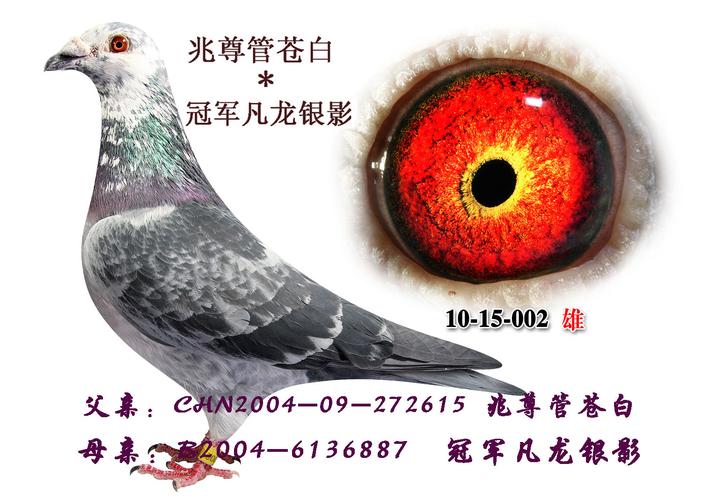 最后一期苍白*1526羽.冠军凡龙银影.绝版.子代 保证金级 拍卖