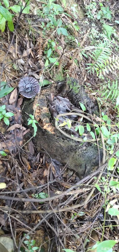 正宗野生灵芝长在枫树头上