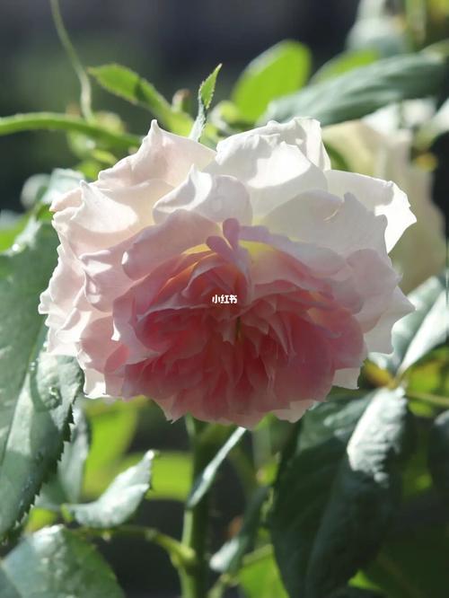 瑟西_秘密花园_月季_秋天去哪玩_我的秘密花园_家居家装_家居装饰