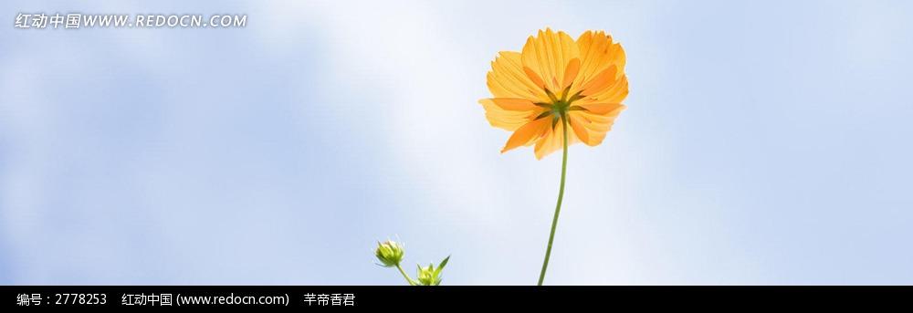 美丽的黄色花朵淘宝店招背景jpg素材免费下载_红动网