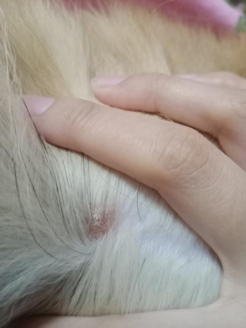 柯基皮肤病脓肿_皮肤病_柯基_消炎_颗粒_痘痘_宠物_狗