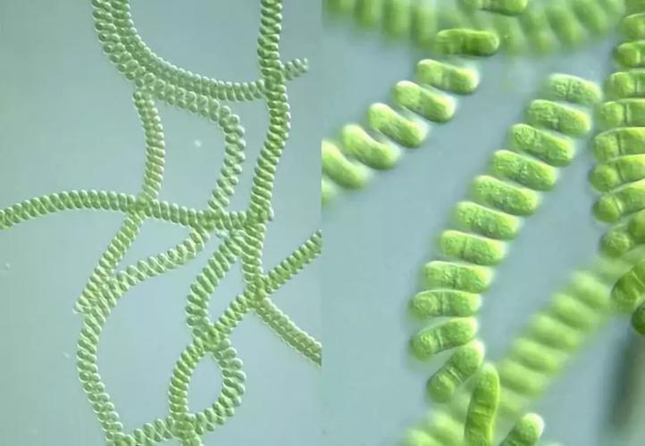 螺旋藻提取液公司销售植物提取物批发植物提取物