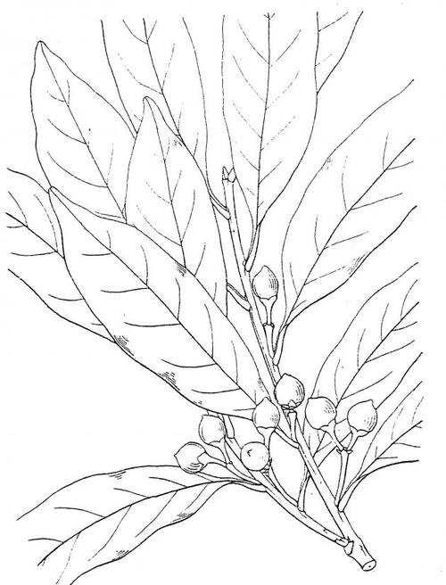 loes., 1901 革叶冬 