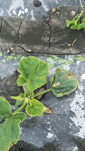 求教各位这是什么南瓜病害