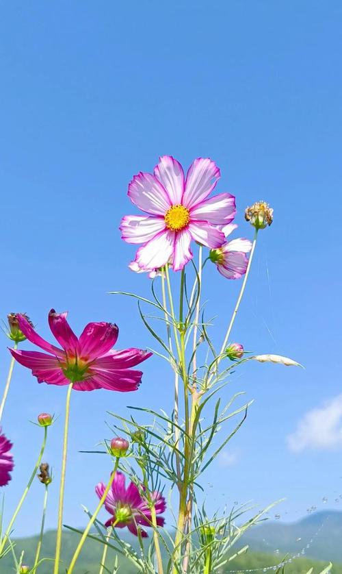 网易首页>网易号>正文申请入驻> 格桑花又名"格桑梅朵",花语是幸福