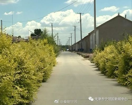 宁河镇杨泗村:改善人居环境 建设美丽乡村