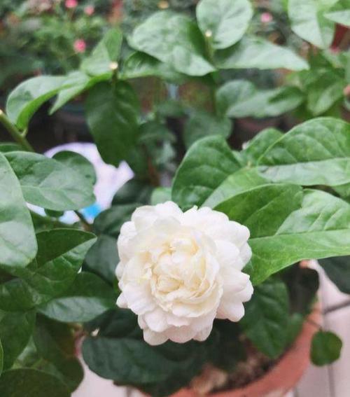 茉莉花,品种多,单瓣花最香,重瓣最好养,虎头茉莉最