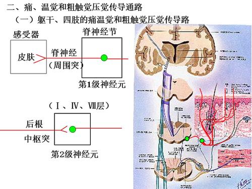 神经系统第十节主要传导通路ppt
