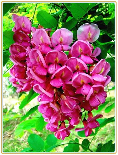 百花园(111)——槐花