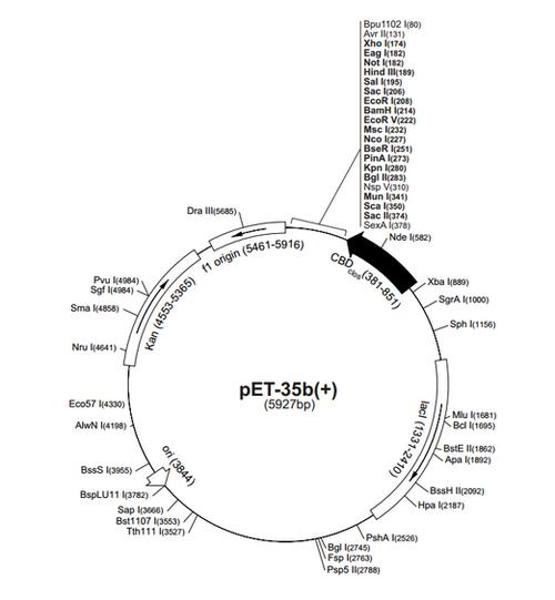 pet-35b( ) 载体其他相关的原核表达载体