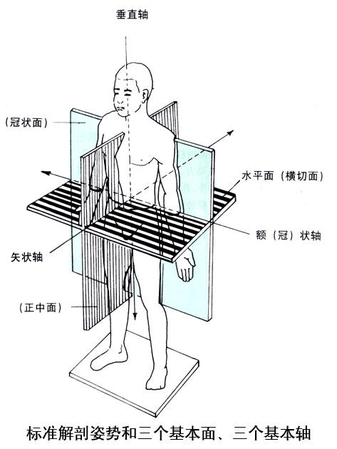 所有分类 太极拳运动的解剖生理学基础理论知识1  1,基本面: 矢状面