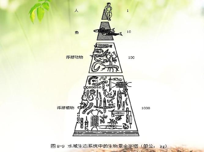 营养级和生态金字塔 2ppt