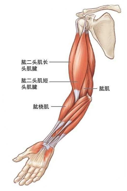 曝光度最高的是手臂我们居家如何打造可以更有型更完美
