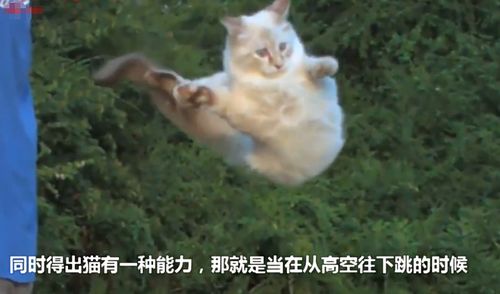 都说猫有九条命,专家将150只猫从高楼扔下,真相让人