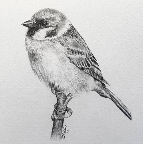 活灵活现的各种鸟类素描