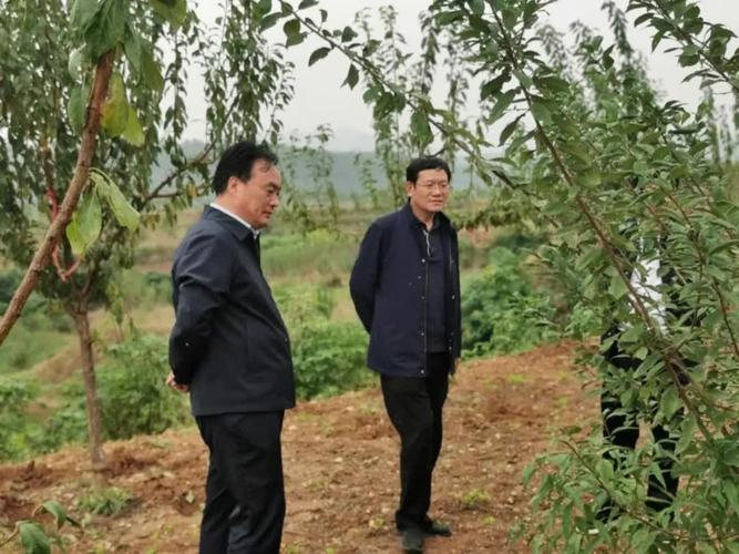 淅川县委书记卢捍卫深入滔河乡调研指导产业发展工作