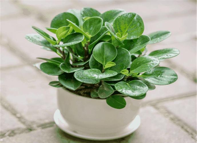 碧玉花的养殖方法