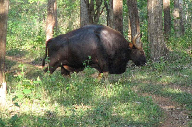 世界上凶残的野牛,老虎见了都害怕,堪称牛魔王原型!