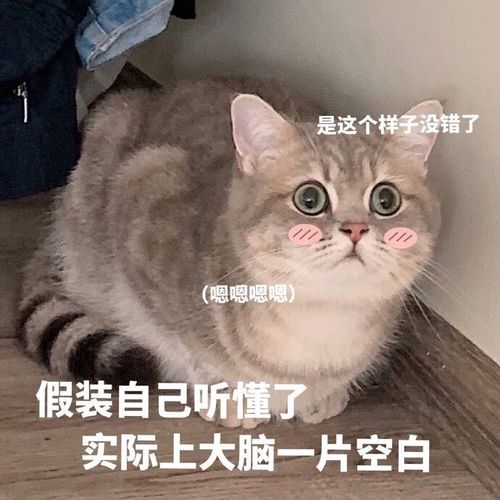 猫猫表情包 嗯嗯嗯嗯 假装听懂了其实脑袋一片空白