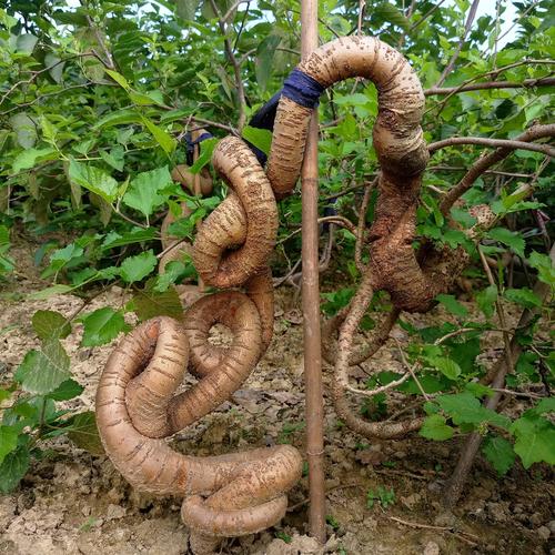 桑树苗桑椹造型盆景树桩盆景植物绿植室内盆栽小叶桑树办公桌绿植