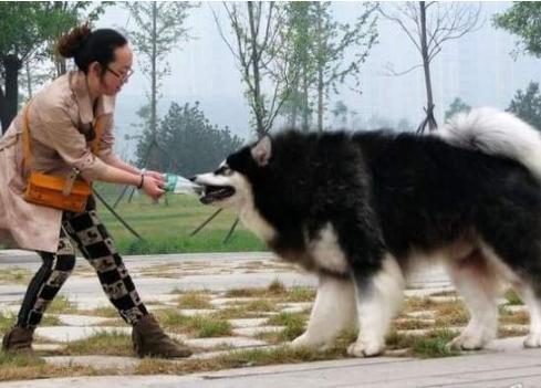 阿拉斯加犬咬人,可能是遇到了这几种情况,别触碰它底线