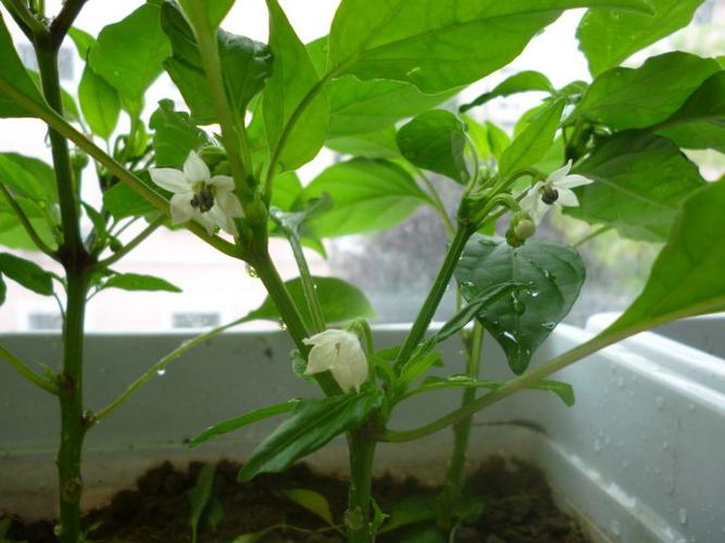 2012-06-10 五彩椒种植日记(5)——五彩椒开出了小白花