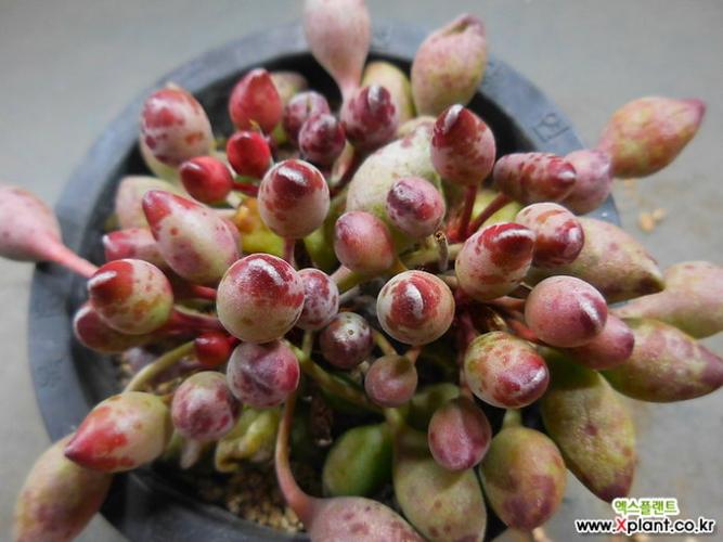 状态极佳的多肉植物鼓槌水泡