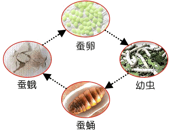 蚕宝宝的生长过程a3电子小报成品模板科学在我身边手抄报自然模板动