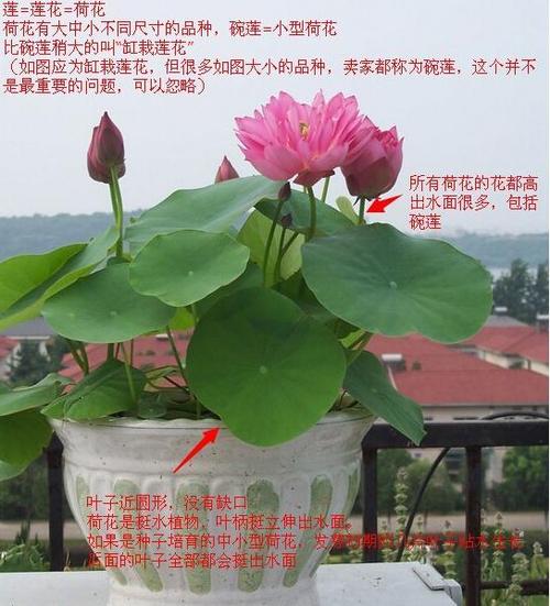 到底都是什么,那今天小盐就给大家说说如何区分这些莲花类的水生植物!