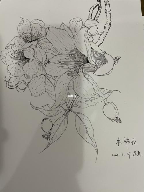 木棉花_绘画_文化_绘画