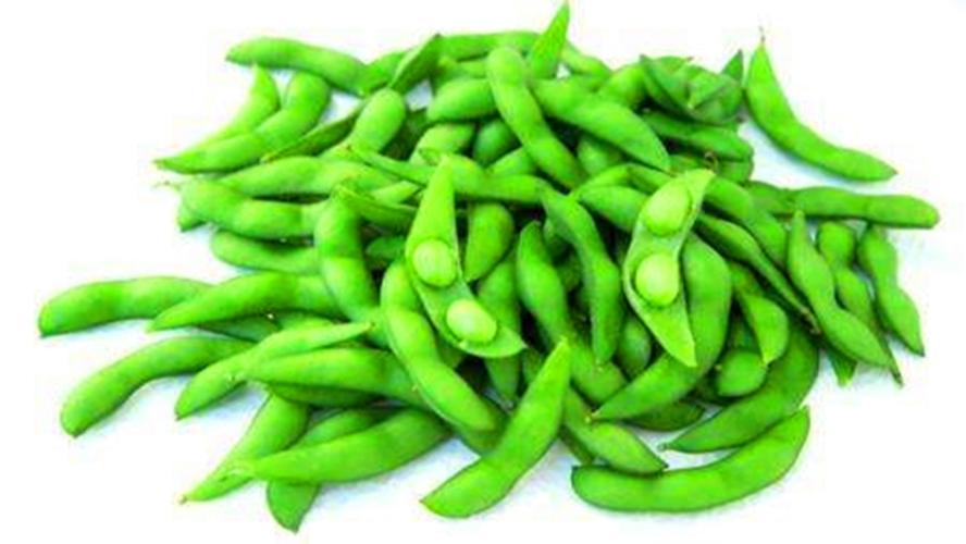 毛豆黄豆是一种豆子吗