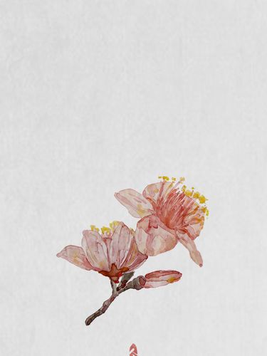壁纸 | 听说这是一组非常招桃花的背景图喔_壁纸_招桃花_素材_壁纸